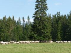 Tatranská příroda a pasení ovec