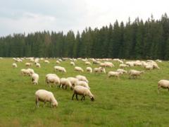 Pohled na pasoucí se ovce